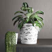Ghiveci bicolor, Beti