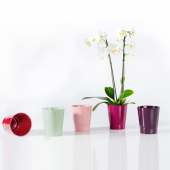 Ghiveci ceramica, Merina