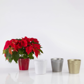 Starlight kerámia kaspó