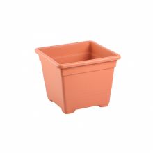 Ghiveci patrat, Tuia