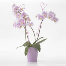 Bat pentru sustinere orhidee