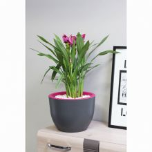 Masca bicolora, Muna