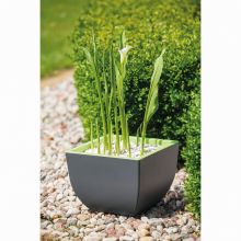 Masca bicolora, Muna