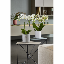 Ghiveci ceramica, Falun Ghiveci ceramica, Falun