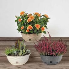 Ghiveci cu farfurie, Paglia