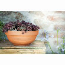 Ghiveci din teracota, Gigante