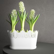 Jardiniera dantelata, Koronka