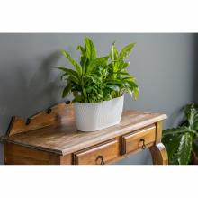 Mika Eco virágláda, alátéttel