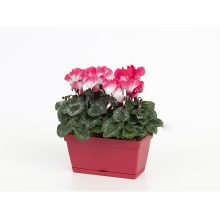 Jardiniera My Mood Mini